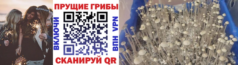 даркнет сайт  Заволжье  ОМГ ОМГ сайт  Псилоцибиновые грибы GOLDEN TEACHER 